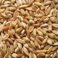 Spelt closeup Royalty Free Stock Photo