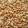 Spelt closeup