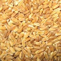 Spelt closeup Royalty Free Stock Photo