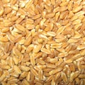 Spelt closeup