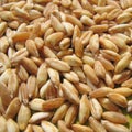 Spelt closeup