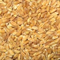 Spelt closeup Royalty Free Stock Photo