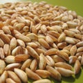 Spelt closeup Royalty Free Stock Photo