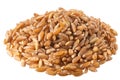 Spelt, farro, einkorn hulled wheat pile, paths Royalty Free Stock Photo