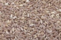 Spelt, farro, primitive wheat Royalty Free Stock Photo