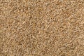 Spelt grains as background. Top view