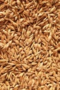 Spelt grains Royalty Free Stock Photo