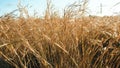 Spelt plants blown by the wind