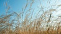 Spelt plants blown by the wind under a blue sky