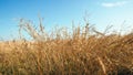 Spelt plants blown by the wind under a blue sky