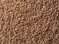 Spelt seeds as food background Royalty Free Stock Photo