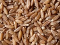 Spelt seeds as food background Royalty Free Stock Photo