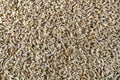 Spelt wheat cereal background Royalty Free Stock Photo