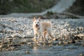 Spend time with dog by the water. White fluffy large mongrel stands in river and looks carefully ahead. Half breed of Siberian