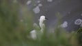 Egret sees somthing but did not look behind the green curtain.