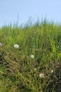 Spent flowers on the prairie Royalty Free Stock Photo