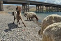 Spent sheep from pasture. Back to the bait. Wool Royalty Free Stock Photo