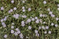 Spergularia rubra Royalty Free Stock Photo