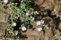 Spergularia rubra, Red sandspurry Royalty Free Stock Photo