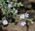 Spergularia rubra, Red sandspurry Royalty Free Stock Photo