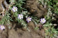 Spergularia rubra, Red sandspurry Royalty Free Stock Photo