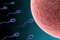 Sperm approaching egg Royalty Free Stock Photo