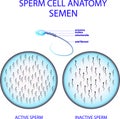 SPERM CELL ANATOMY. SEMEN
