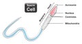 Sperm cell infographic diagram