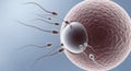 Sperm Cells Approaching Egg Cell During Fertilization Process Royalty Free Stock Photo