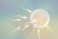 Sperm cells fertilizing human egg during conception process Royalty Free Stock Photo