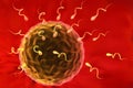 Sperm cells and human egg Royalty Free Stock Photo