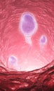 Sperm cells inside ductus deferens