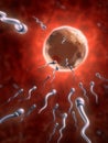 Sperm cells reaching an human ovum