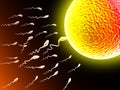 Sperm and egg cell Royalty Free Stock Photo