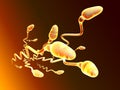 Sperm and egg cell Royalty Free Stock Photo