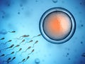 Sperm and egg cell Royalty Free Stock Photo