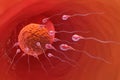 Sperm and egg cell. Natural fertilization. 3d illustration on red background