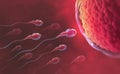 Sperm and egg cell. Natural fertilization Royalty Free Stock Photo