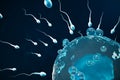 Sperm and egg cell, ovum. Native and natural fertilization - close-up view. Conception the beginning of a new life Royalty Free Stock Photo