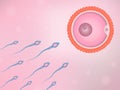 Sperm and egg cell