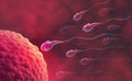 Sperm and egg cell. Under the microscope. Embryology. Natural fertilization Royalty Free Stock Photo