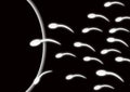 Sperm and egg l Royalty Free Stock Photo