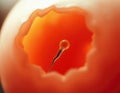 Sperm entering egg cell Royalty Free Stock Photo