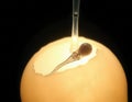 Sperm Entering Egg Cell Royalty Free Stock Photo