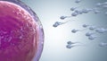 Sperm fertilize with ovum