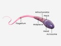 Sperm and its parts