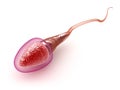 Sperm model Royalty Free Stock Photo