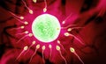sperm and ovule Royalty Free Stock Photo