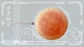 Sperm, spermatozoon fertilizes the cell egg. Medical concept anatomical future. HUD futuristic background.