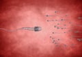 Sperm. Spermatozoons, floating to ovule. egg cell - 3d render Royalty Free Stock Photo